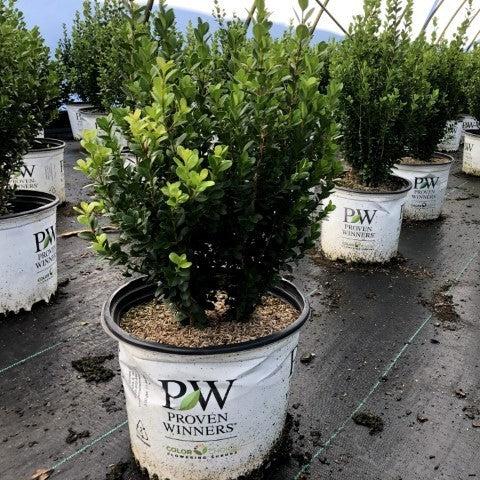 Buxus microphylla 'Bulthouse'  - Sprinter® Boxwood