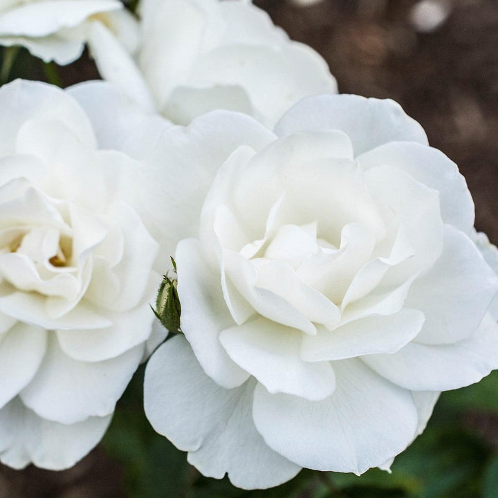 Rosa 'Korbin'  - Iceberg Rose