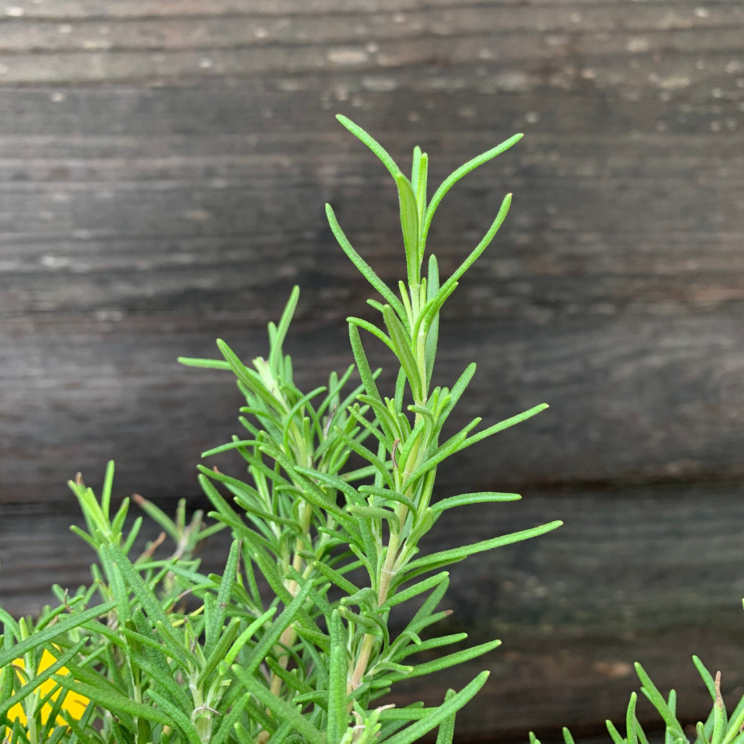 Rosmarinus officinalis 'Tuscan Blue'  - Tuscan Blue Rosemary