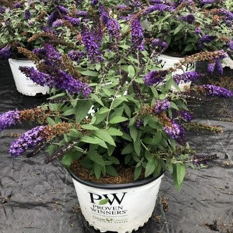 Buddleia davidii 'SMNBDBT' PP#28,794  - Pugster Blue® Dwarf Butterfly Bush