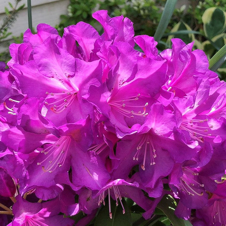 Rhododendron x 'Purple Passion'  - Purple Passion Rhododendron