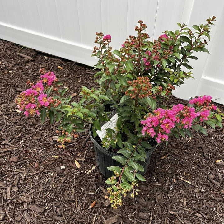 Lagerstroemia 'G19234'  - GreatMyrtle™ Cherry Delight Crape Myrtle