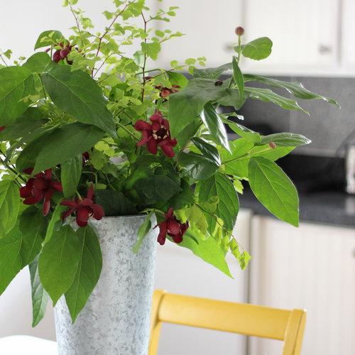 Calycanthus 'Aphrodite'  - Aphrodite Sweetshrub