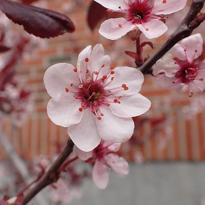 Purpleleaf Sandcherry