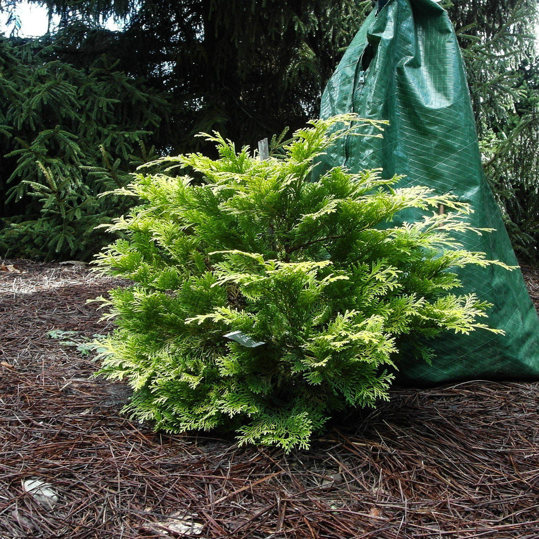 Chamaecyparis obtusa 'Crippsii'  - Golden Hinoki False Cypress