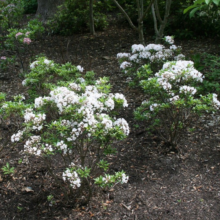 Kalmia latifolia 'Elf'  - Elf Mountain Laurel