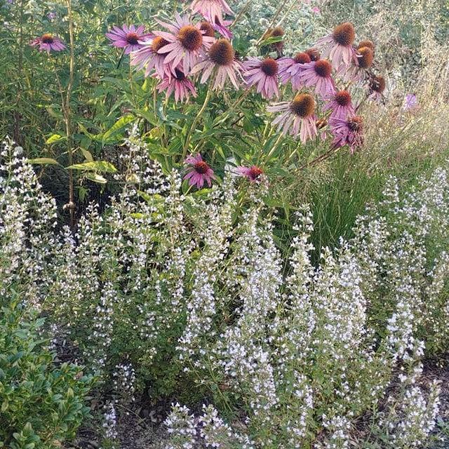 Calamintha nepeta 'Triumphator'  - Triumphator Calamint