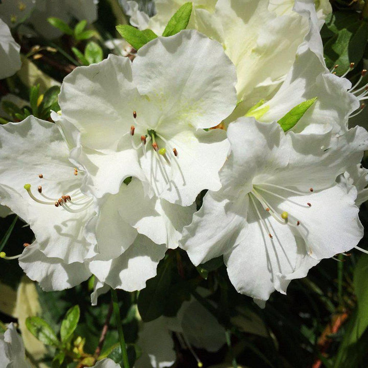 Rhododendron 'Pleasant White'  - Pleasant White Azalea
