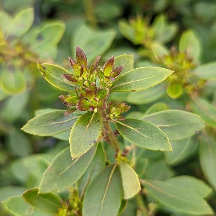 Ilex glabra 'Alexander'  - Forever Emerald™ Inkberry