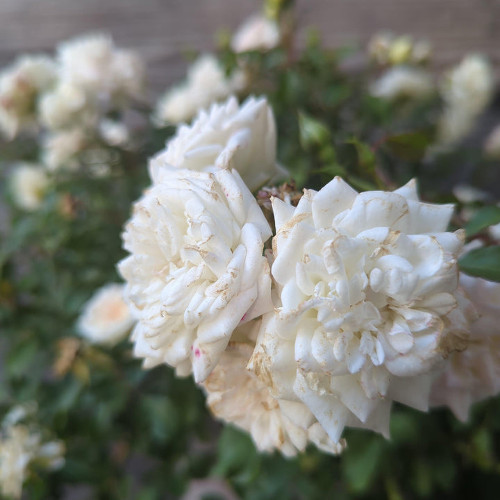 Rosa 'Meizorland’ PP#28,054  - White Drift® Rose