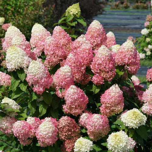 Hydrangea paniculata 'SMNHPM'  - Quick Fire Fab® Hydrangea