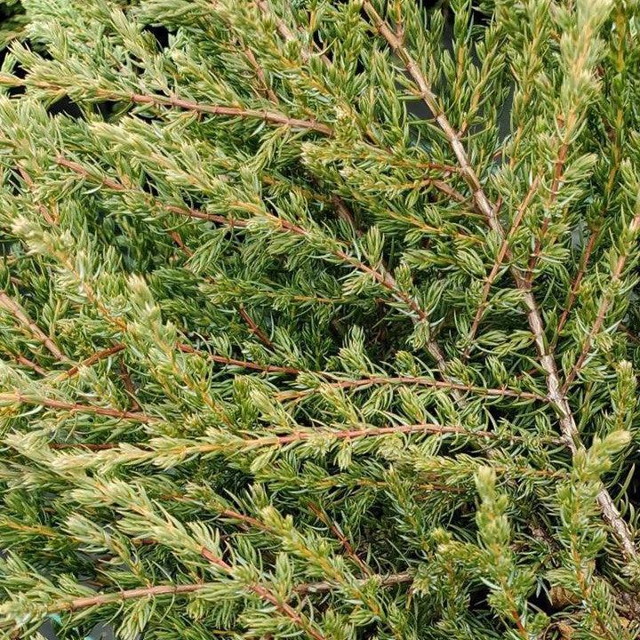 Juniperus communis 'Mondap'  - Alpine Carpet® Juniper