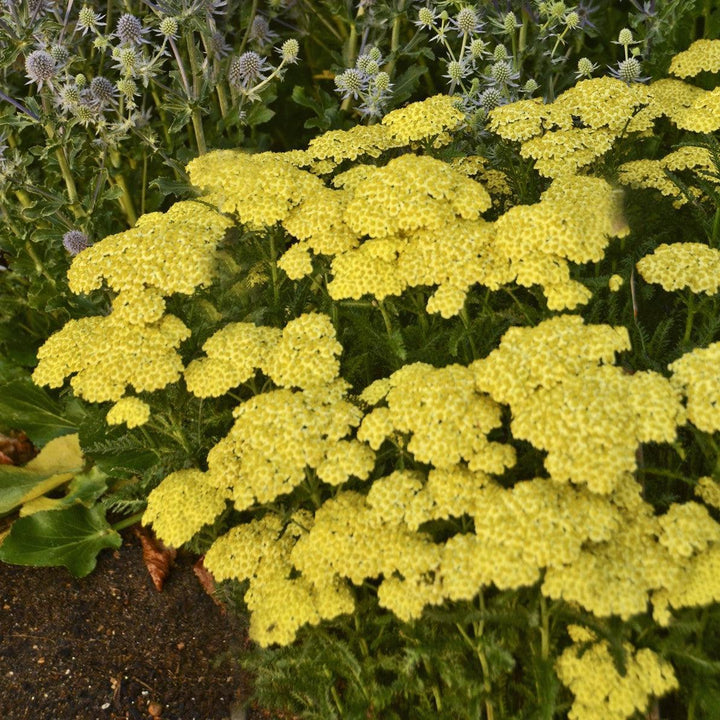 Achillea millefolium 'Sunny Seduction'  - Sunny Seduction Yarrow