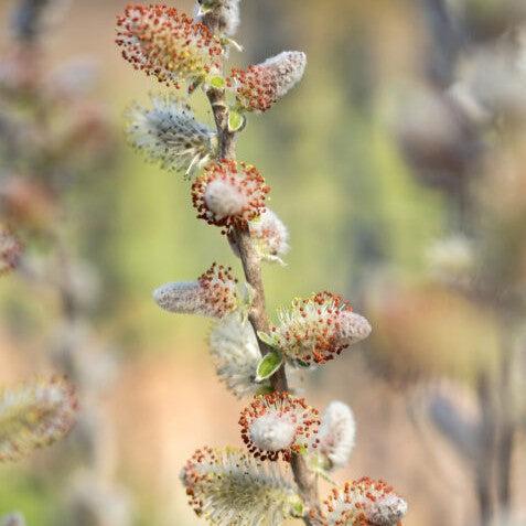 Salix candida 'Jefberg'  - First Editions® Iceberg Alley® Sageleaf Willow