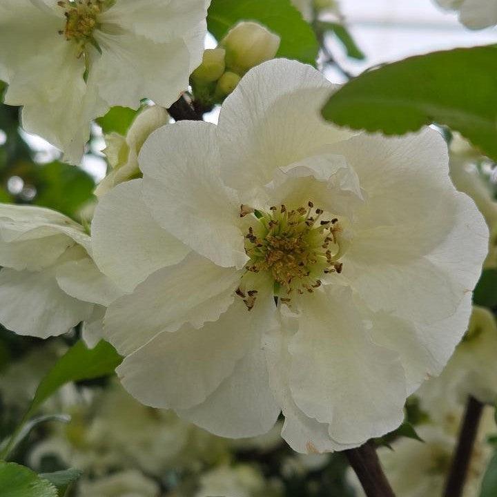 Chaenomeles speciosa 'SMNCSDW' PP35018  - PW® Double Take™ Eternal White® Flowering Quince