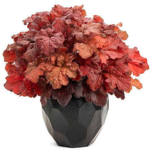 Heuchera 'Mahogany Monster'  - Primo® Mahogany Monster Heuchera