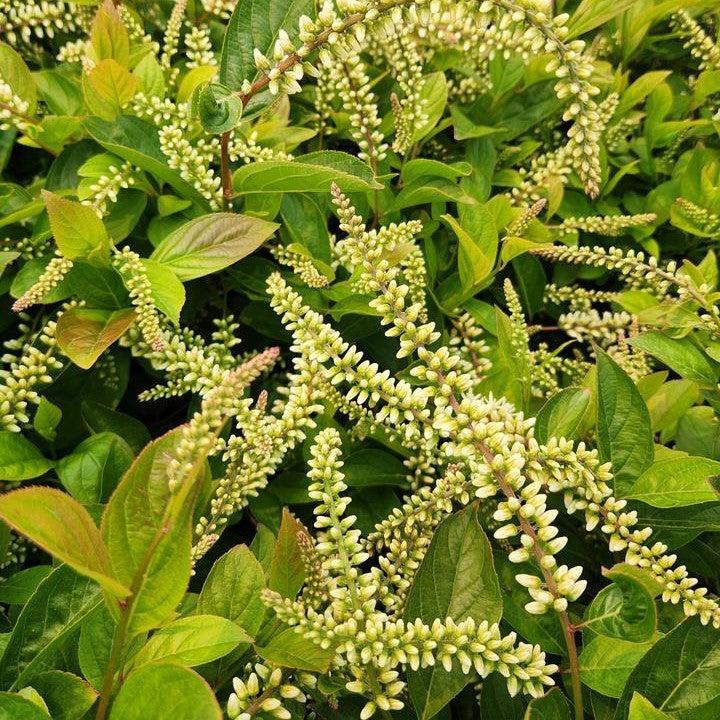 Itea virginica 'SMIHGRS'  - Fountains of Rouge™ Sweetspire