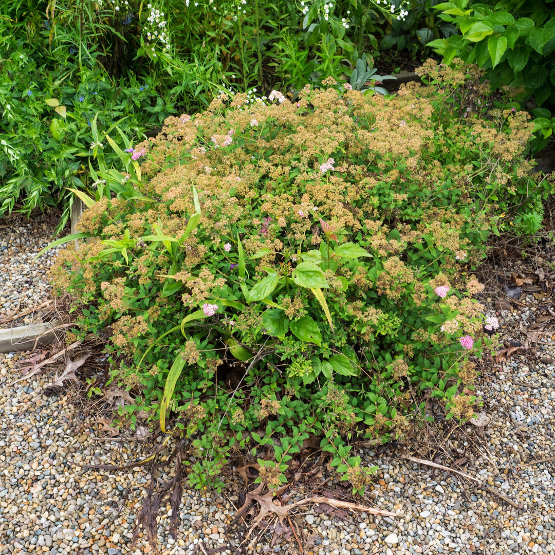 Spiraea japonica 'Little Princess'  - Little Princess Spirea
