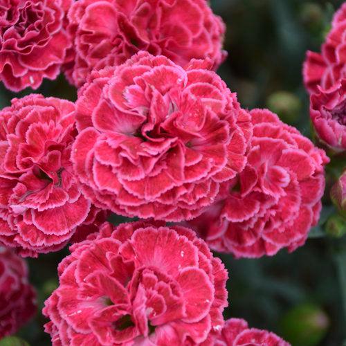 Dianthus 'Raspberry Ruffles'  - Fruit Punch® Raspberry Ruffles Dianthus