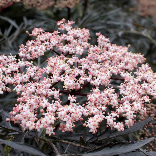 Sambucus nigra 'Eva'  - Black Lace® Elderberry
