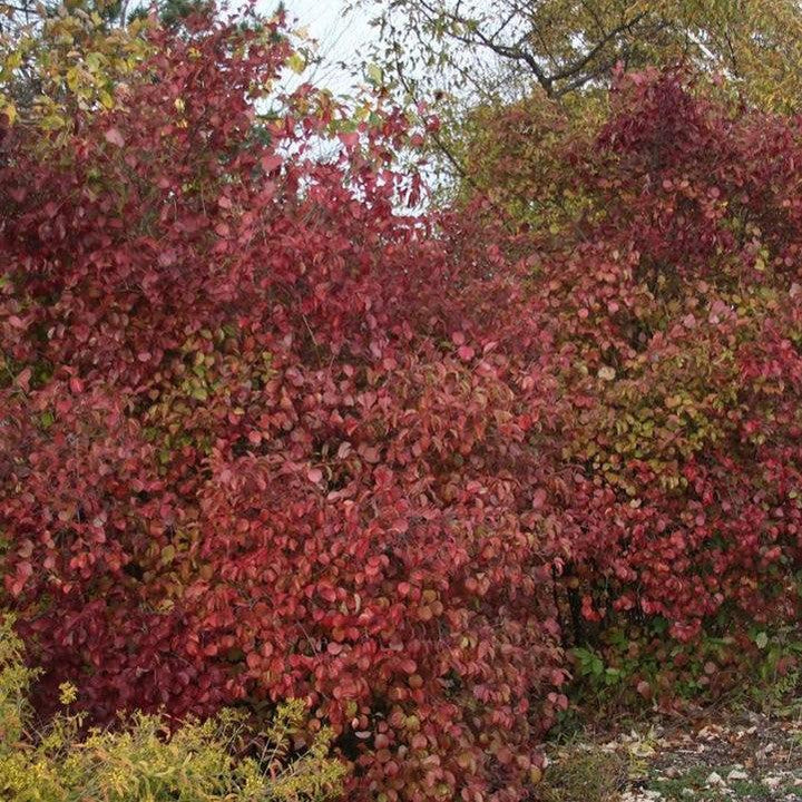 Viburnum dentatum 'J.N. Select'  - Red Feather® Arrowwood