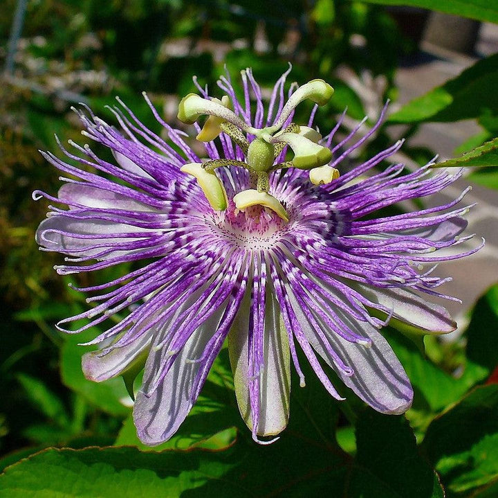 Passiflora incarnata  - Passion Flower, Maypop