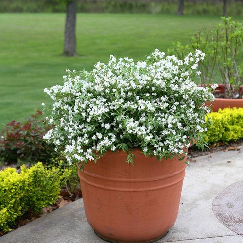 Yuki Snowflake® Deutzia