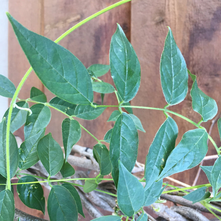 Wisteria macrostachys 'Blue Moon'  - Blue Moon Wisteria