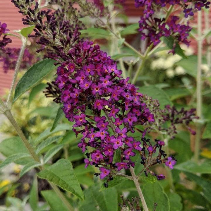 Buddleia 'Dark Dynasty' PP27,834  - MONARCH® Dark Dynasty Butterfly Bush