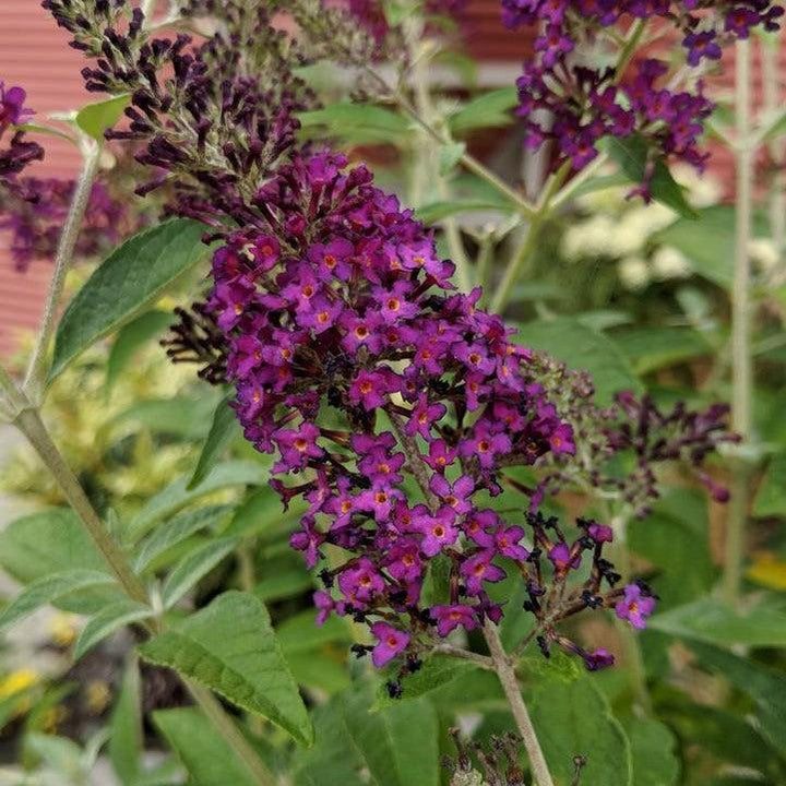 Buddleia 'Dark Dynasty' PP27,834  - MONARCH® Dark Dynasty Butterfly Bush