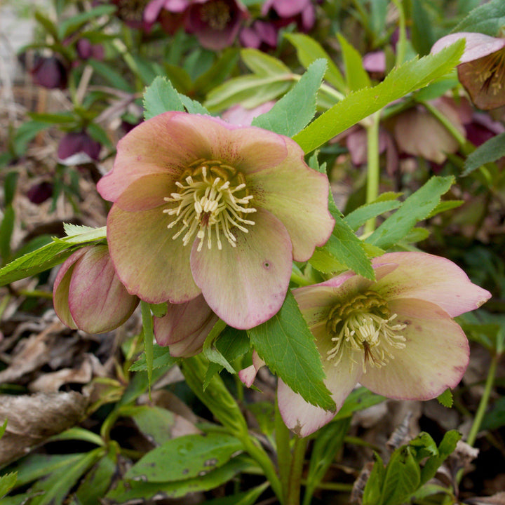 Helleborus x ericsmithii 'COSEH 730'  - HGC® Champion Lenten Rose