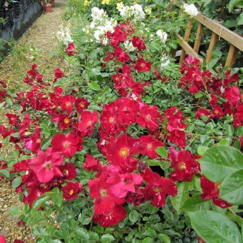Rosa x 'Noare'  - Flower Carpet® Red Rose