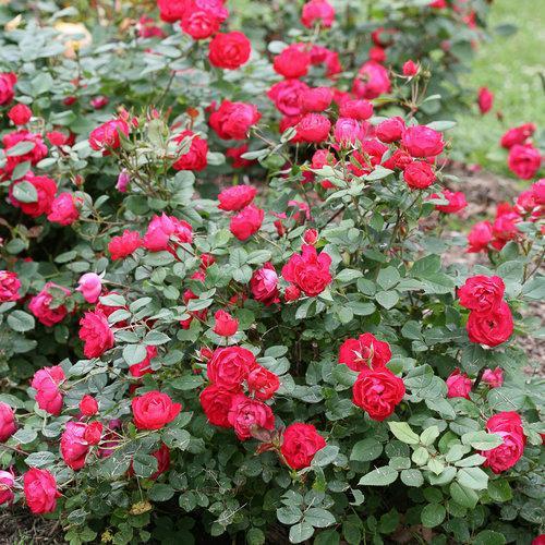 Rosa 'Meipeporia'  - OSO Easy® Double Red Rose