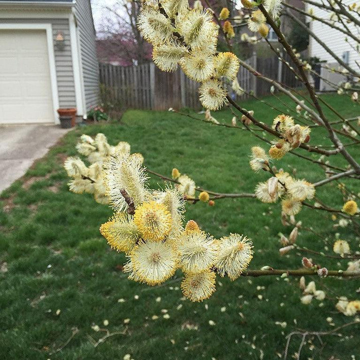 Salix discolor  - Pussy Willow