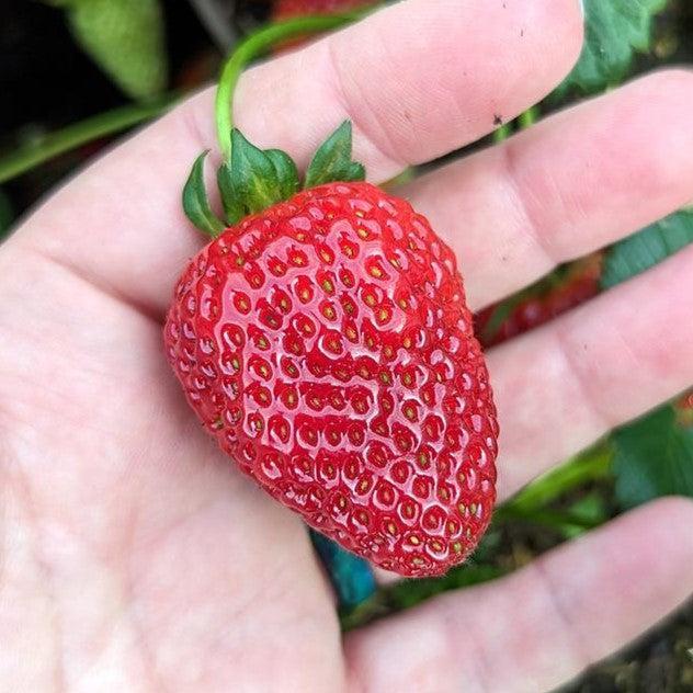 Fragaria x ananassa 'Buddy’  - Sweet Kiss™ Strawberry