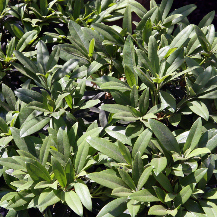 Rhododendron catawbiense 'Chionoides'  - Chionoides Rhododendron