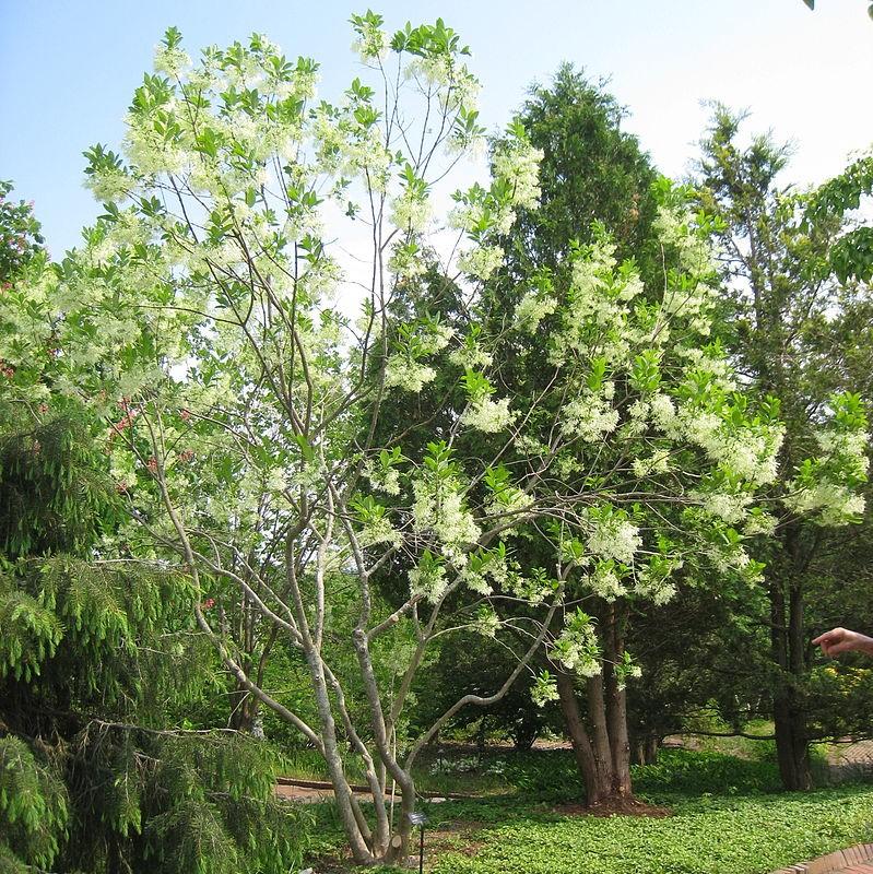 Chionanthus virginicus  - White Fringe Tree