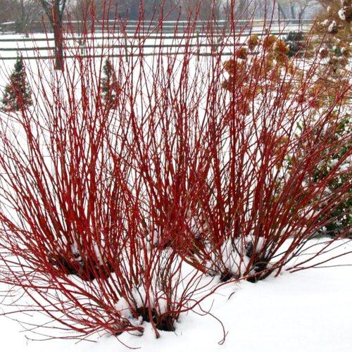 Cornus stolonifera 'Farrow'  - Arctic Fire® Red Twig Dogwood