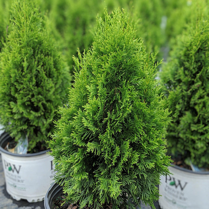 Thuja occidentalis 'Art Boe' PP22,174  - North Pole® Arborvitae