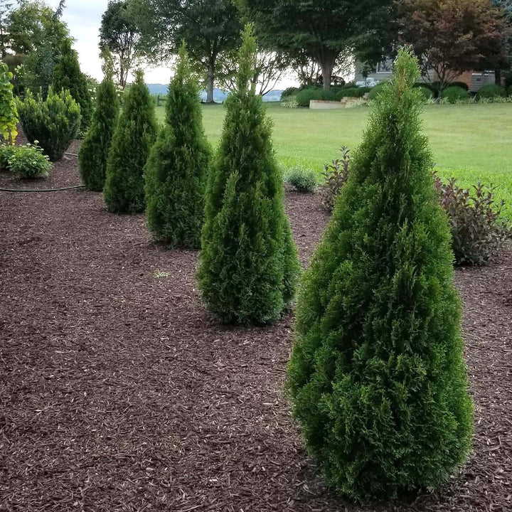 Thuja occidentalis 'Lilshreckthu'  - Emerald Squeeze™ Arborvitae
