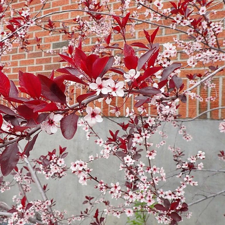 Purpleleaf Sandcherry