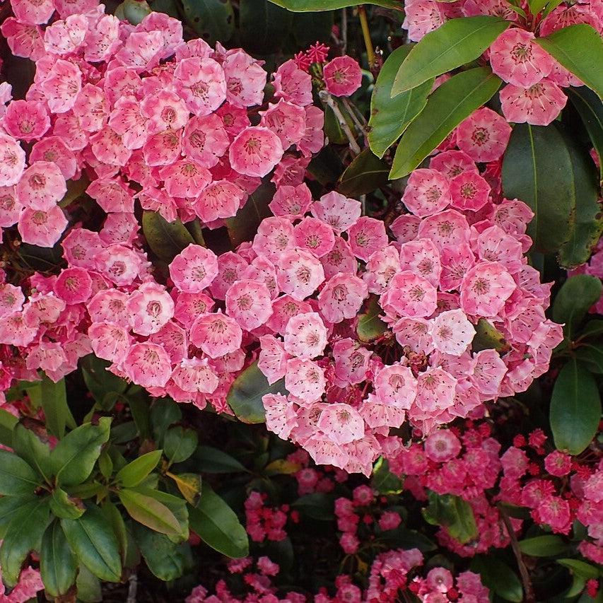 Kalmia latifolia 'Sarah' - Sarah Mountain Laurel