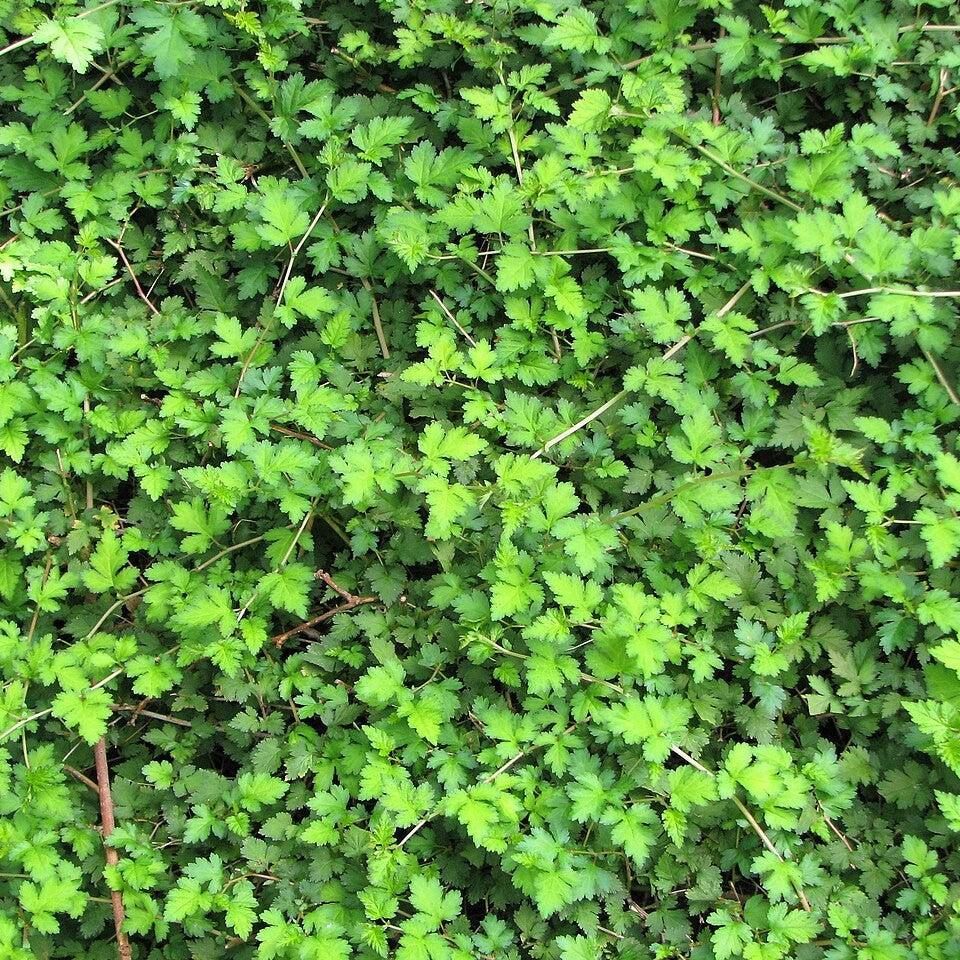 Stephanandra incisa 'Crispa'  - Crispa Cutleaf Stephanandra