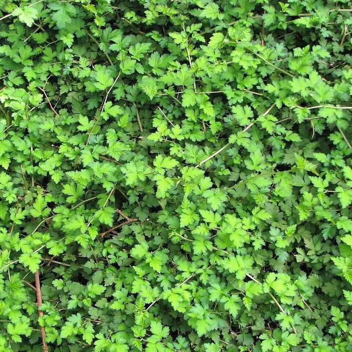 Stephanandra incisa 'Crispa'  - Crispa Cutleaf Stephanandra