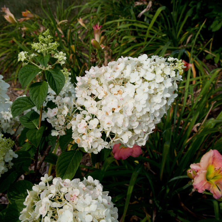 Hydrangea paniculata 'Rensun' PP 25,438  - First Editions® Strawberry Sundae® Hydrangea