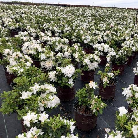 Rhododendron ‘Roblex’  - Encore® Autumn Lily™ Azalea