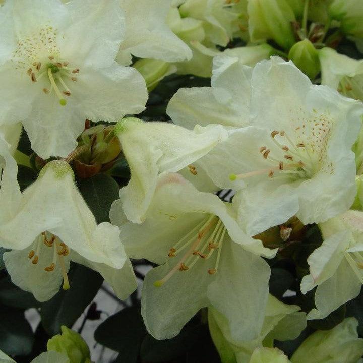 Rhododendron x 'Towhead'  - Towhead Rhododendron