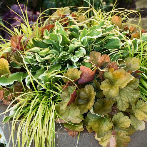 Heuchera 'Toffee Tart' PP33,694  - Dolce® Toffee Tart Heuchera