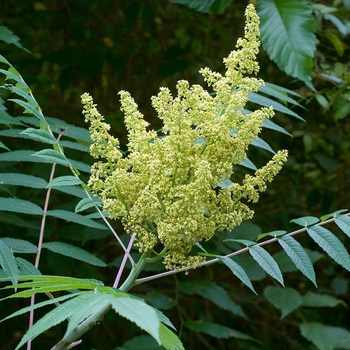 Rhus glabra  - Smooth Sumac