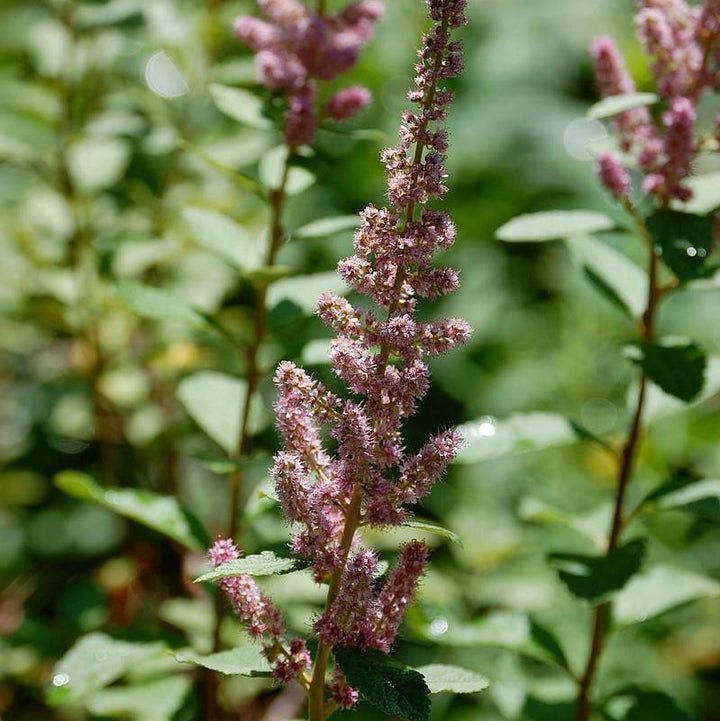 Spiraea tomentosa  - Steeplebush